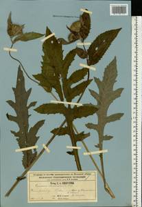 Cirsium oleraceum (L.) Scop., Eastern Europe, Moscow region (E4a) (Russia)