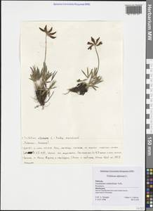 Trifolium alpinum L., Western Europe (EUR) (Switzerland)