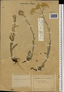 Helichrysum nogaicum Tzvelev, Eastern Europe, Lower Volga region (E9) (Russia)