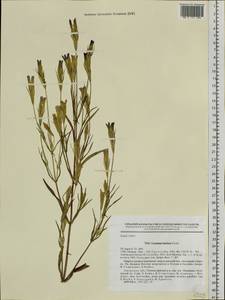 Gentianopsis barbata (Froel.) Ma, Siberia, Russian Far East (S6) (Russia)