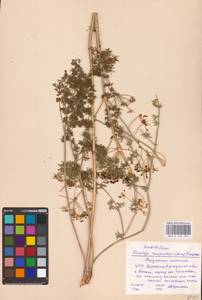 Ferulago galbanifera (Mill.) W. D. J. Koch, Eastern Europe, North Ukrainian region (E11) (Ukraine)