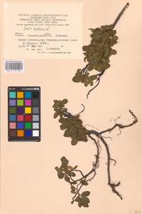 Salix herbacea L., Eastern Europe, West Ukrainian region (E13) (Ukraine)