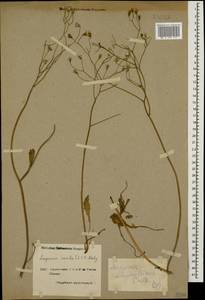 Crepis sancta subsp. sancta, Caucasus, Armenia (K5) (Armenia)