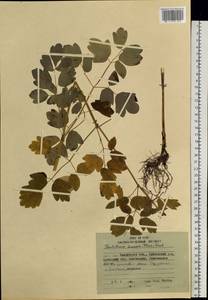 Thalictrum minus subsp. elatum (Jacq.) Stoj. & Stef., Siberia, Chukotka & Kamchatka (S7) (Russia)