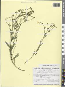 Linum tauricum Willd., Caucasus, Stavropol Krai, Karachay-Cherkessia & Kabardino-Balkaria (K1b) (Russia)