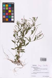 Epilobium lamyi F. W. Schultz, Eastern Europe, Central region (E4) (Russia)