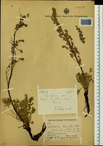Artemisia borealis Pall., Siberia, Chukotka & Kamchatka (S7) (Russia)