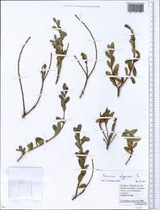 Vaccinium uliginosum L., Eastern Europe, Belarus (E3a) (Belarus)