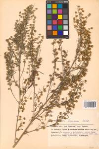 Artemisia sieversiana Ehrh. ex Willd., Eastern Europe, Western region (E3) (Russia)