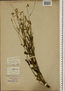 Crepis foetida, Caucasus, Krasnodar Krai & Adygea (K1a) (Russia)