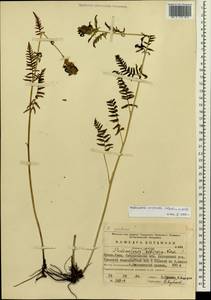 Pedicularis compacta Stephan ex Willd., Eastern Europe, Eastern region (E10) (Russia)