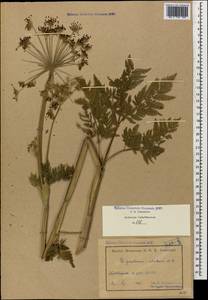 Selinum alatum (M. Bieb.) Hand, Caucasus, Armenia (K5) (Armenia)