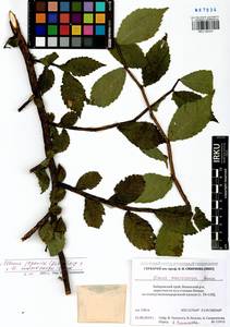 Ulmus japonica × macrocarpa, Siberia, Russian Far East (S6) (Russia)