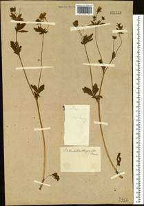 Potentilla chrysantha Trevir., Siberia (no precise locality) (S0) (Russia)