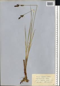 Carex adelostoma V.I.Krecz., Eastern Europe, Northern region (E1) (Russia)