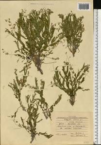 Polygala sibirica L., Eastern Europe, North Ukrainian region (E11) (Ukraine)