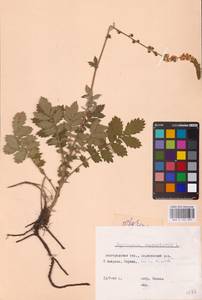 Agrimonia eupatoria L., Eastern Europe, Central forest-and-steppe region (E6) (Russia)