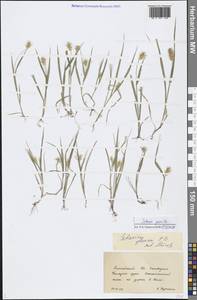 Setaria pumila (Poir.) Roem. & Schult., Siberia, Altai & Sayany Mountains (S2) (Russia)