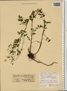 Tanacetum parthenium (L.) Sch. Bip., Caucasus, North Ossetia, Ingushetia & Chechnya (K1c) (Russia)