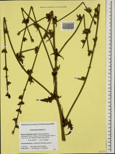 Cichorium intybus L., Caucasus, Krasnodar Krai & Adygea (K1a) (Russia)