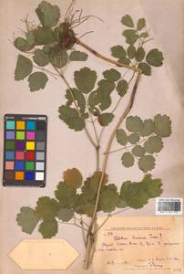 Thalictrum baicalense Turcz. ex Ledeb., Siberia, Russian Far East (S6) (Russia)