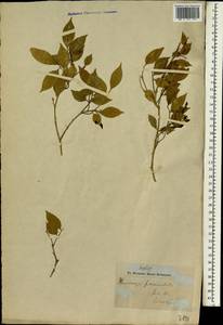 Murraya paniculata (L.) Jacq., South Asia, South Asia (Asia outside ex-Soviet states and Mongolia) (ASIA) (India)