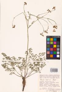 Ferula caspica M. Bieb., Eastern Europe, Lower Volga region (E9) (Russia)