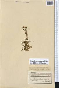 Diphasiastrum complanatum subsp. complanatum, Western Europe (EUR) (Germany)