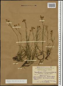 Eremogone szowitsii (Boiss.) Ikonn., Caucasus, Armenia (K5) (Armenia)