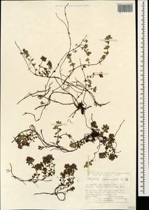 Thymus praecox subsp. caucasicus (Willd. ex Ronniger) Jalas, Caucasus, Turkish Caucasus (NE Turkey) (K7) (Turkey)