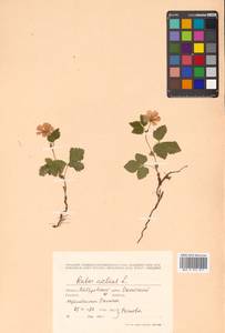 Rubus arcticus L., Siberia, Russian Far East (S6) (Russia)