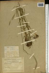 Phleum pratense L., Eastern Europe, Middle Volga region (E8) (Russia)
