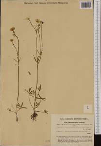 Ranunculus pedatus Waldst. & Kit., Western Europe (EUR) (Romania)