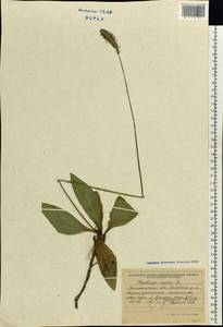 Plantago media L., Eastern Europe, West Ukrainian region (E13) (Ukraine)
