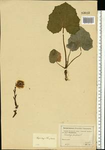 Tussilago farfara L., Eastern Europe, Moscow region (E4a) (Russia)