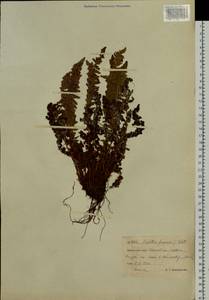 Dryopteris fragrans (L.) Schott, Siberia, Chukotka & Kamchatka (S7) (Russia)