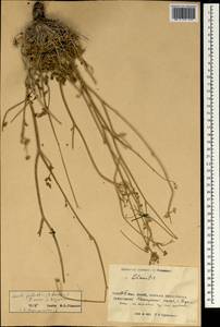 Eriocycla pelliotii (H. Boiss.) H. Wolff, South Asia, South Asia (Asia outside ex-Soviet states and Mongolia) (ASIA) (China)