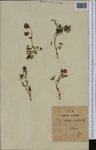 Astragalus umbellatus Bunge, Western Europe (EUR) (Sweden)