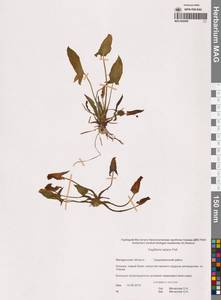 Sagittaria natans Pall., Siberia, Chukotka & Kamchatka (S7) (Russia)