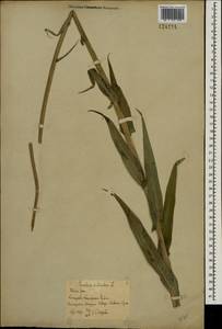 Sonchus palustris L., Eastern Europe, Rostov Oblast (E12a) (Russia)