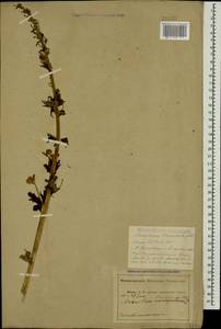 Aconitum orientale Mill., Caucasus, Abkhazia (K4a) (Abkhazia)