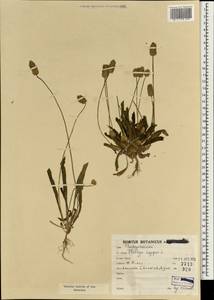 Plantago lagopus L., South Asia, South Asia (Asia outside ex-Soviet states and Mongolia) (ASIA) (Iran)