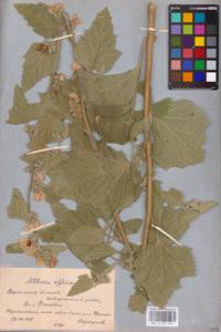 Althaea officinalis L., Eastern Europe, Central forest-and-steppe region (E6) (Russia)