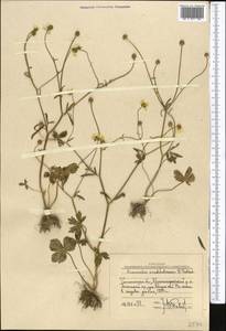 Ranunculus mindshelkensis B. Fedtsch., Middle Asia, Western Tian Shan & Karatau (M3) (Uzbekistan)