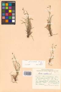 Carex capillaris subsp. fuscidula (V.I.Krecz. ex T.V.Egorova) Á.Löve & D.Löve, Siberia, Chukotka & Kamchatka (S7) (Russia)