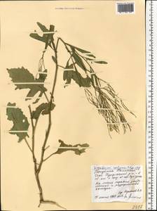 Sisymbrium volgense M. Bieb. ex E. Fourn., Eastern Europe, Lower Volga region (E9) (Russia)