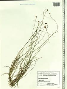 Carex lachenalii subsp. lachenalii, Siberia, Central Siberia (S3) (Russia)