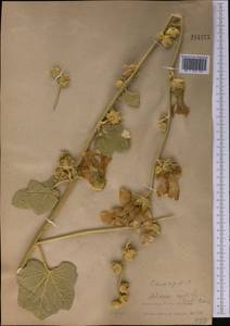 Alcea nudiflora (Lindl.) Boiss., Middle Asia, Pamir & Pamiro-Alai (M2)