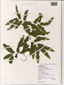 Lygodium, South Asia, South Asia (Asia outside ex-Soviet states and Mongolia) (ASIA) (Vietnam)