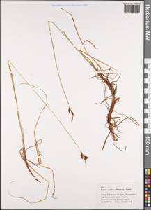 Carex rariflora (Wahlenb.) Sm., Siberia, Russian Far East (S6) (Russia)